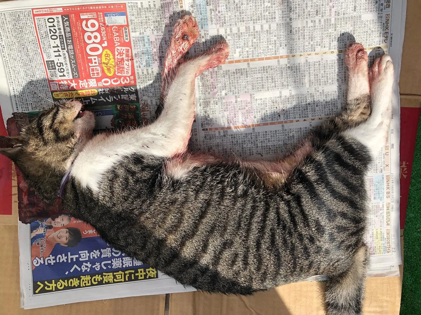 9月28日の土曜日、お店の前で一匹の猫ちゃんが事故に巻き込ま...